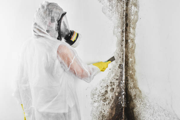 Professional Mold Removal in Toronto, OH