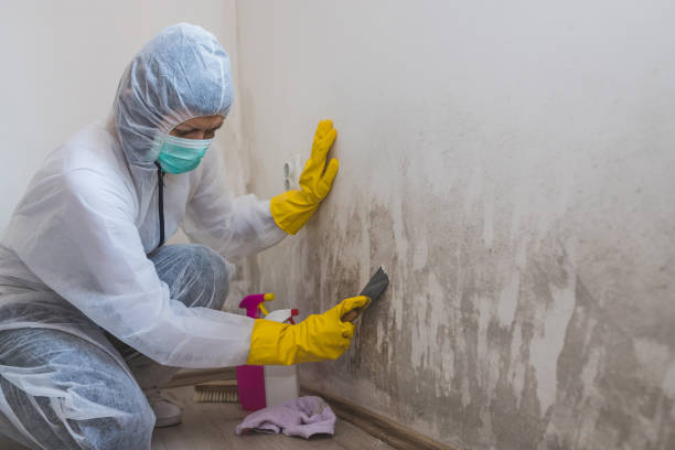 Best Toxic Mold Removal  in Toronto, OH