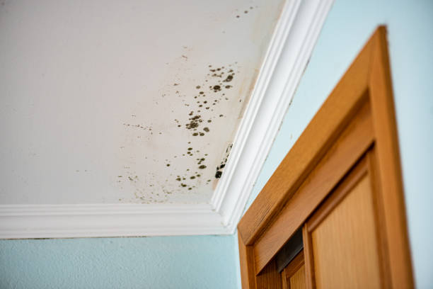 Best Black Mold Removal  in Toronto, OH