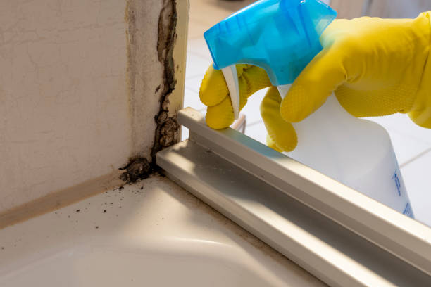 Best Emergency Mold Removal  in Toronto, OH