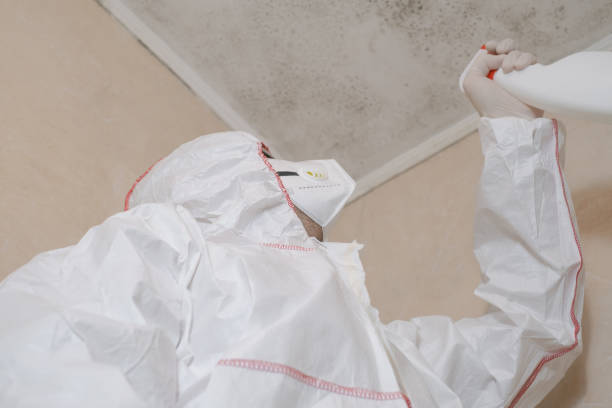 Best Attic Mold Removal  in Toronto, OH