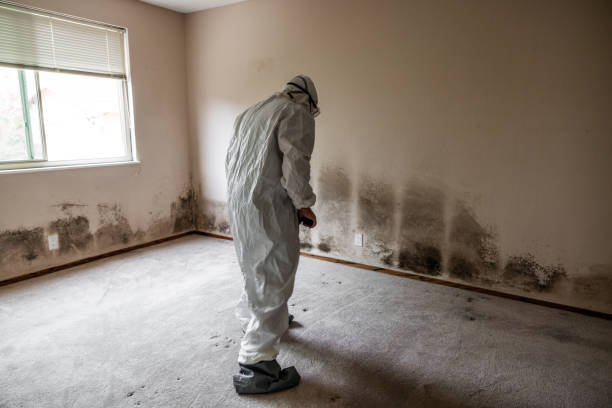 Best Home Mold Removal  in Toronto, OH